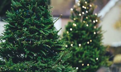 Christmas Trees Blog Post